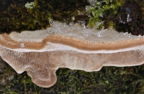 Striegelige Trametes (Trametes hirsuta) - © Michaela und Gernot Friebes